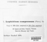 Lophiostoma compressum image